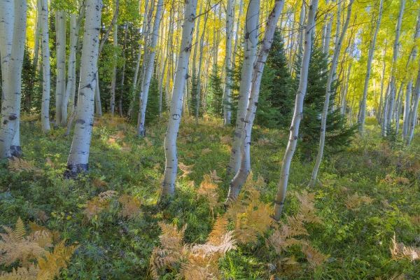 Colorado Scenic of aspen forest